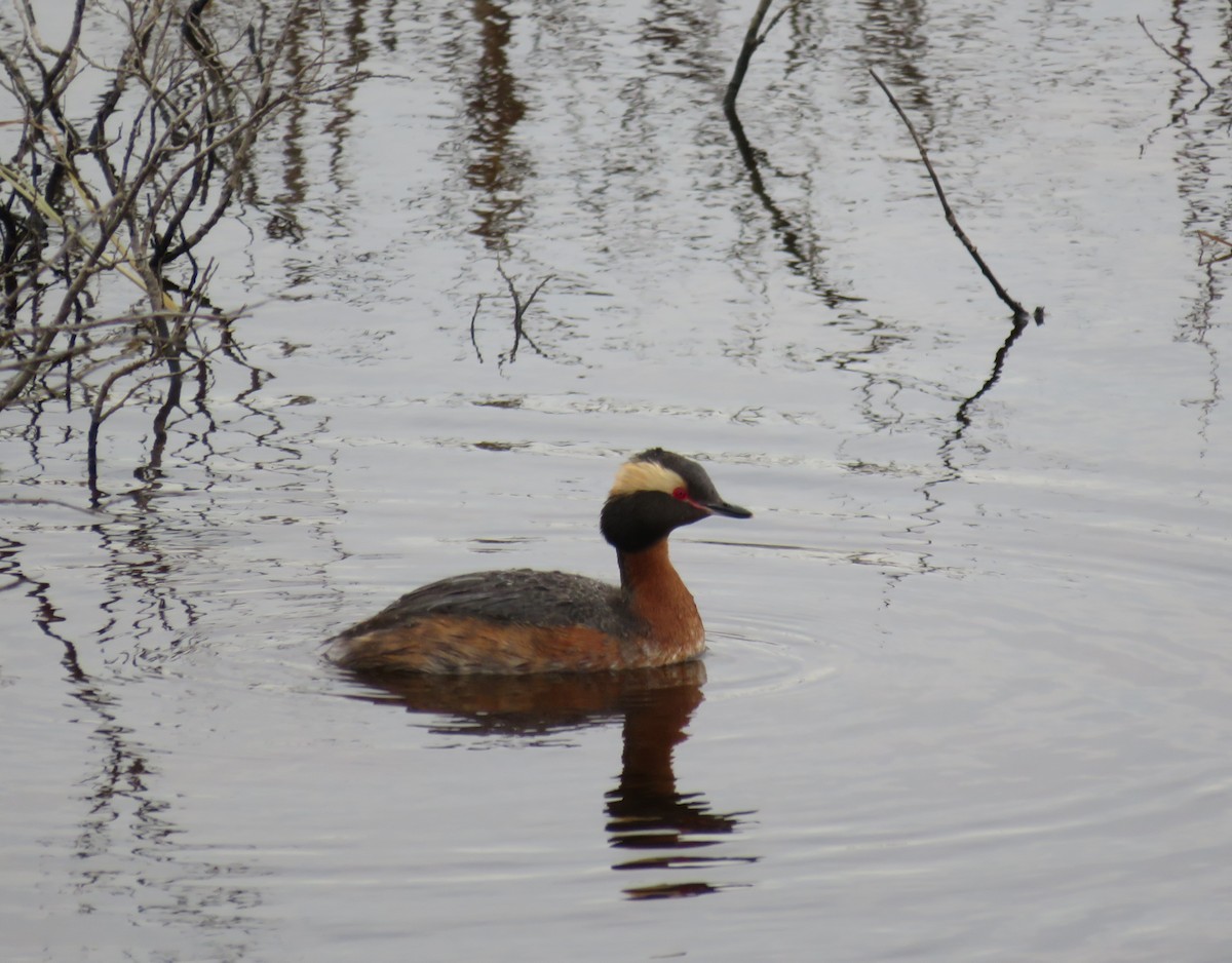 Horned Grebe - ML229363651