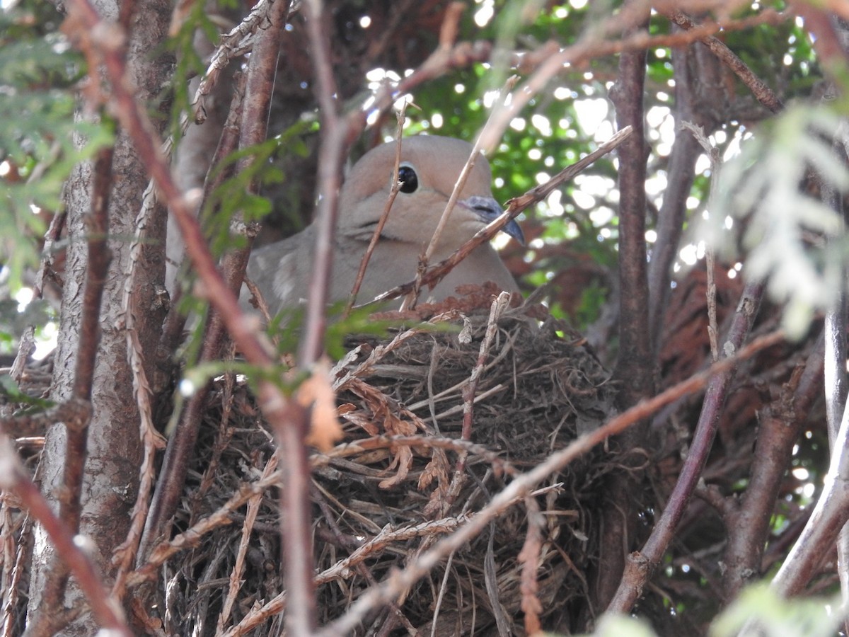 Mourning Dove - ML229363721