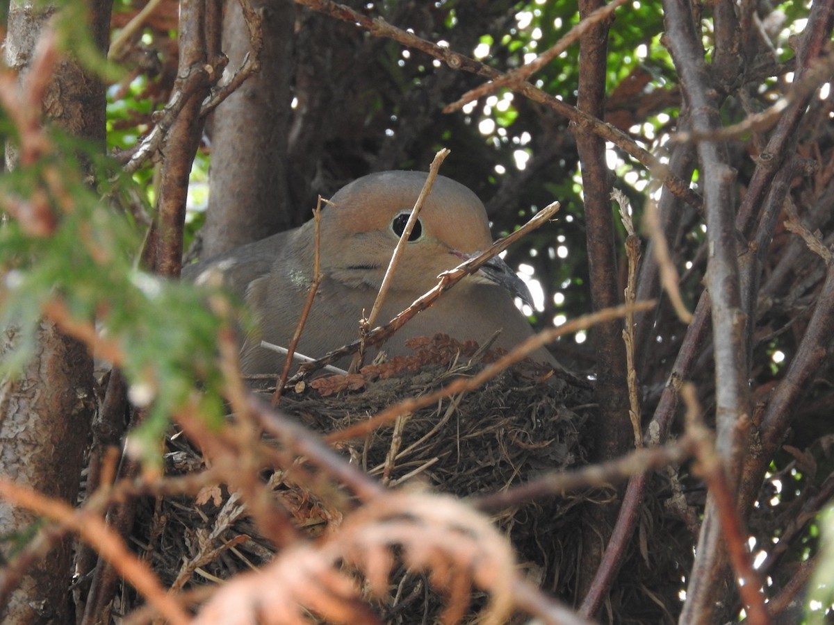 Mourning Dove - ML229363731