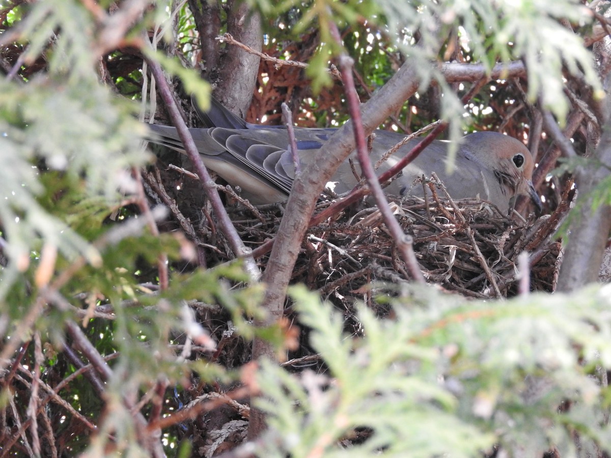 Mourning Dove - ML229363741