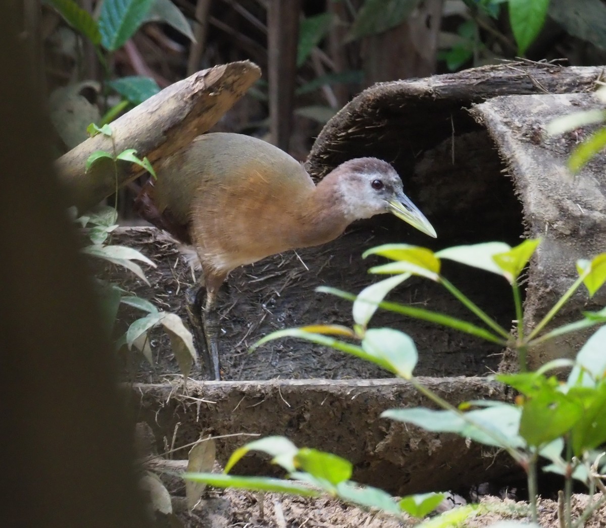 New Guinea Flightless Rail - Megacrex inepta - Media Search - Macaulay ...