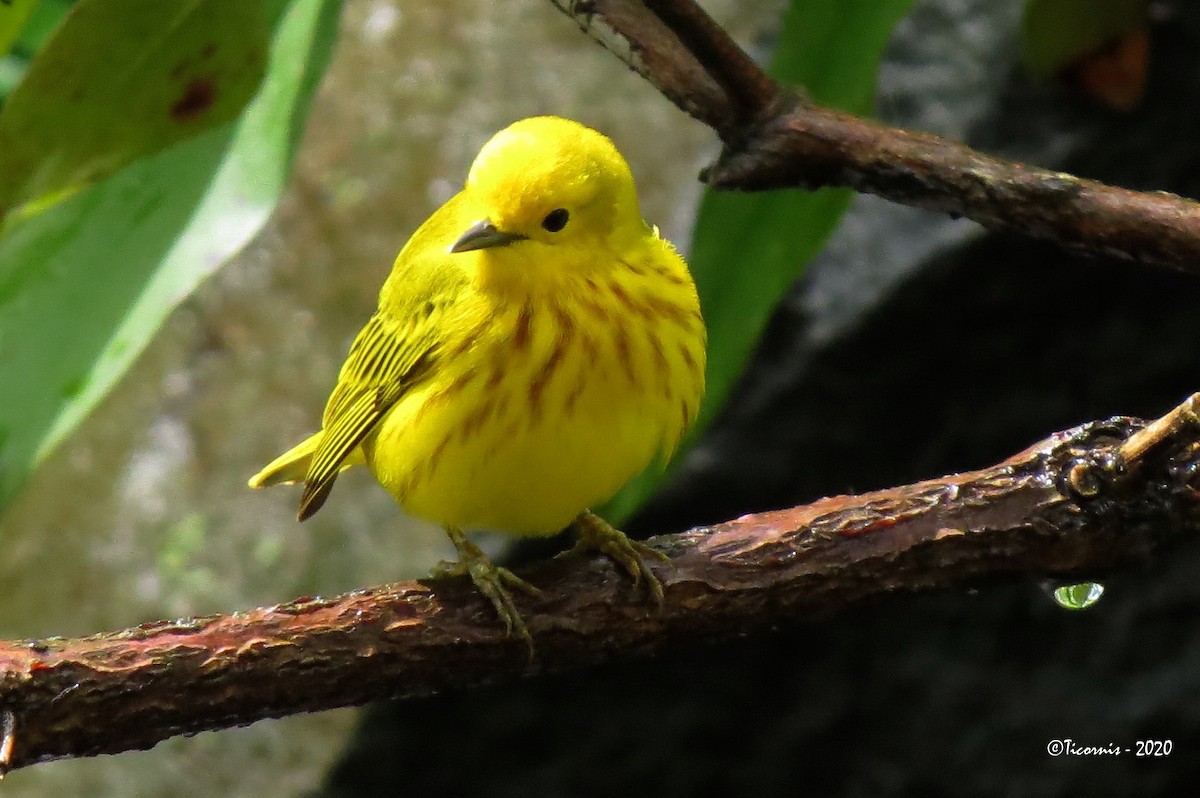 Yellow Warbler (Northern) - Rafael Campos-Ramírez