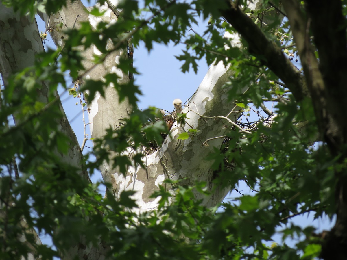 Red-shouldered Hawk - ML229364951