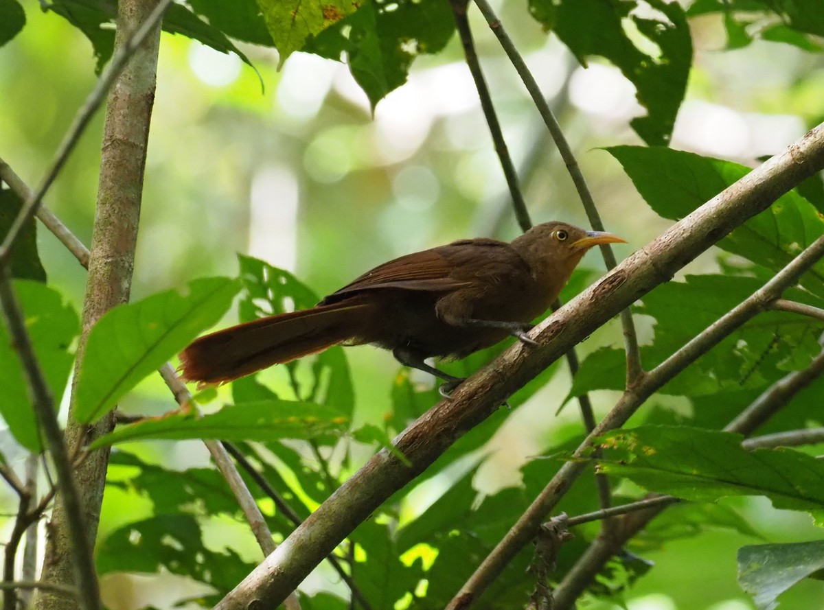Papuan Babbler - Stephan Lorenz / Rockjumper Birding Tours