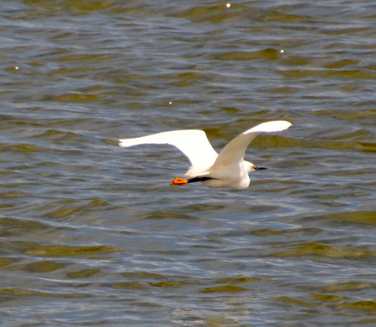 ユキコサギ - ML229365361
