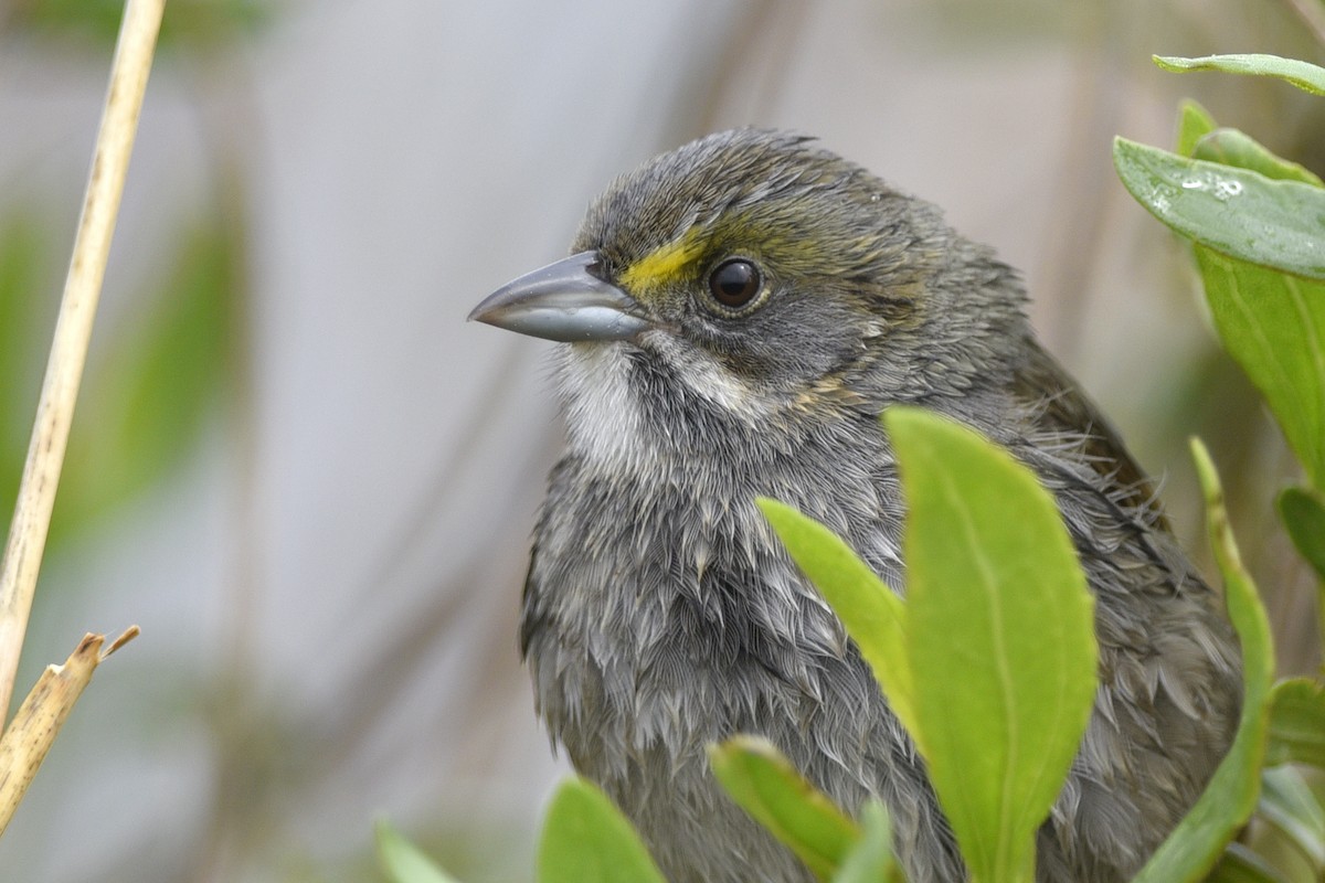 Seaside Sparrow (Atlantic) - ML229365691