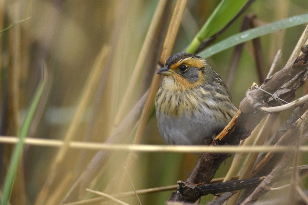 Saltmarsh Sparrow - Daniel Irons