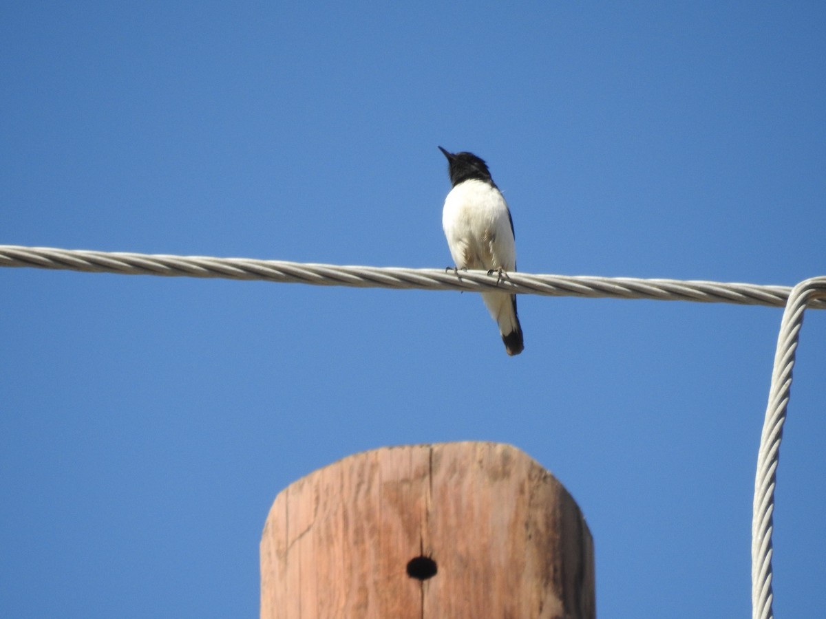 Variable Wheatear - ML22936781