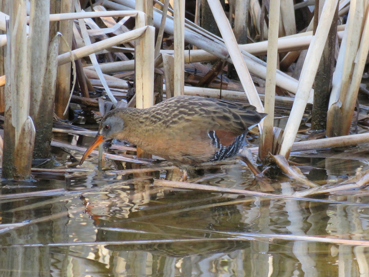 Virginia Rail - ML229367831