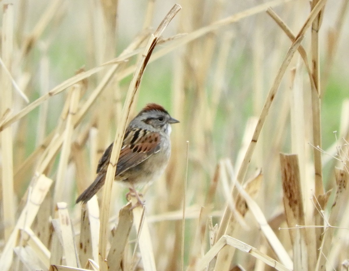 Swamp Sparrow - ML229369231