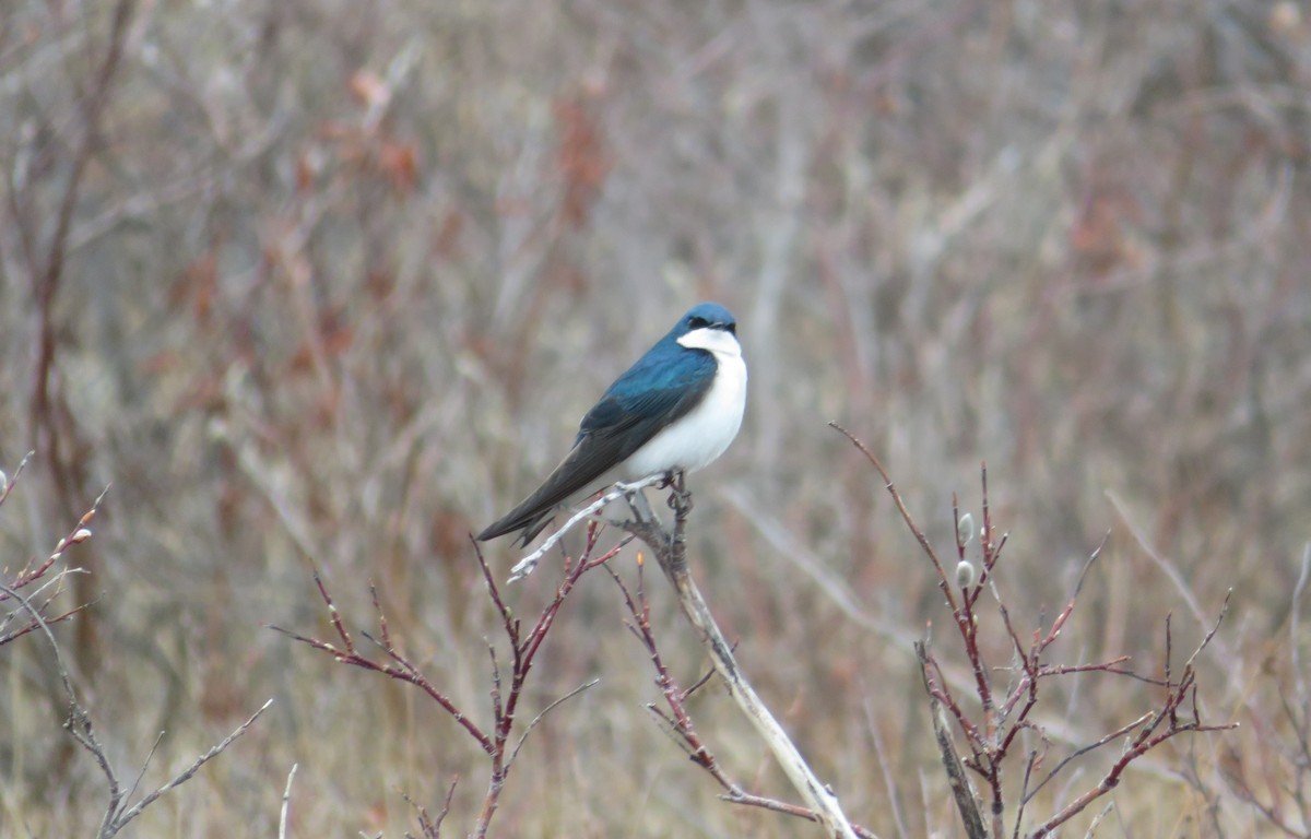 Tree Swallow - ML229369531