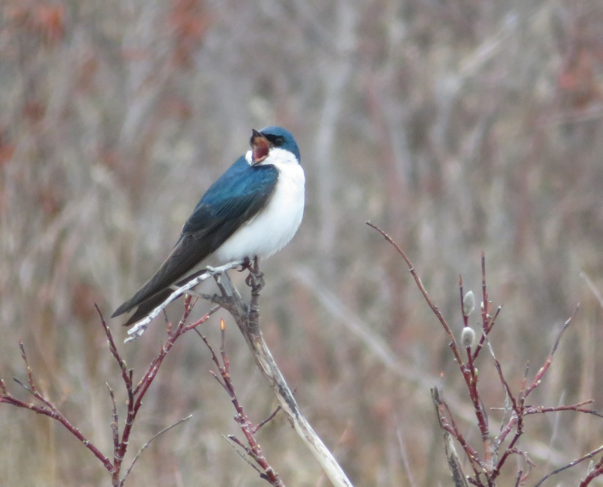 Tree Swallow - ML229369651