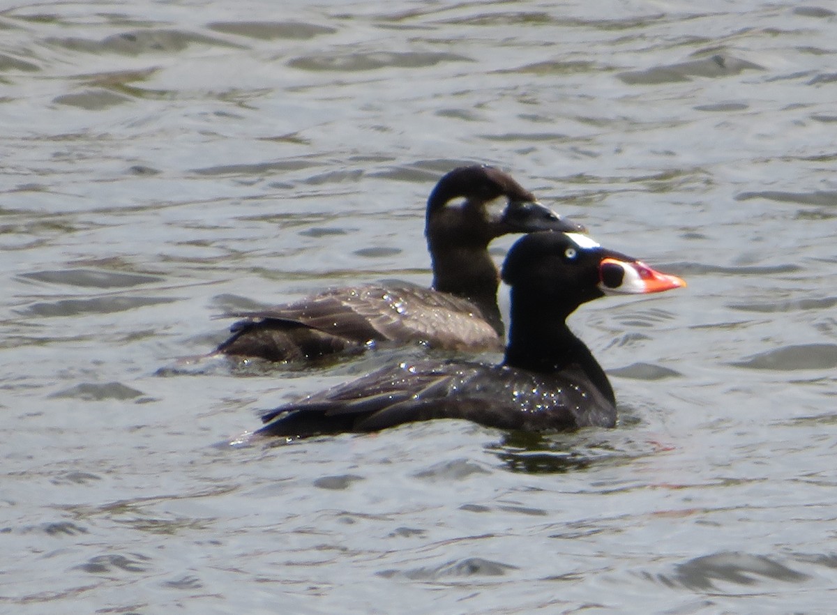 Surf Scoter - ML229370791