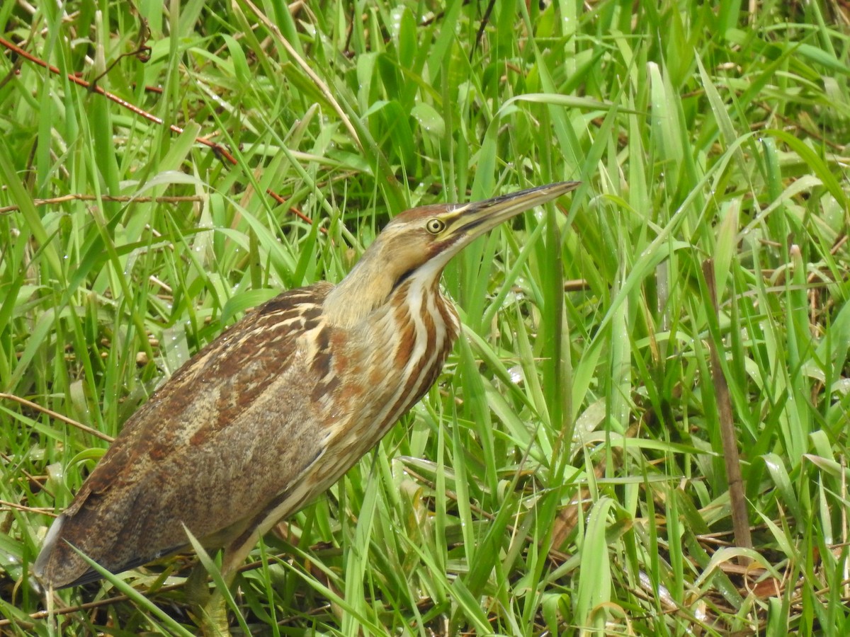 American Bittern - ML229370801