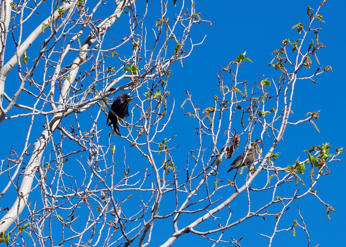 Brown-headed Cowbird - ML229371141