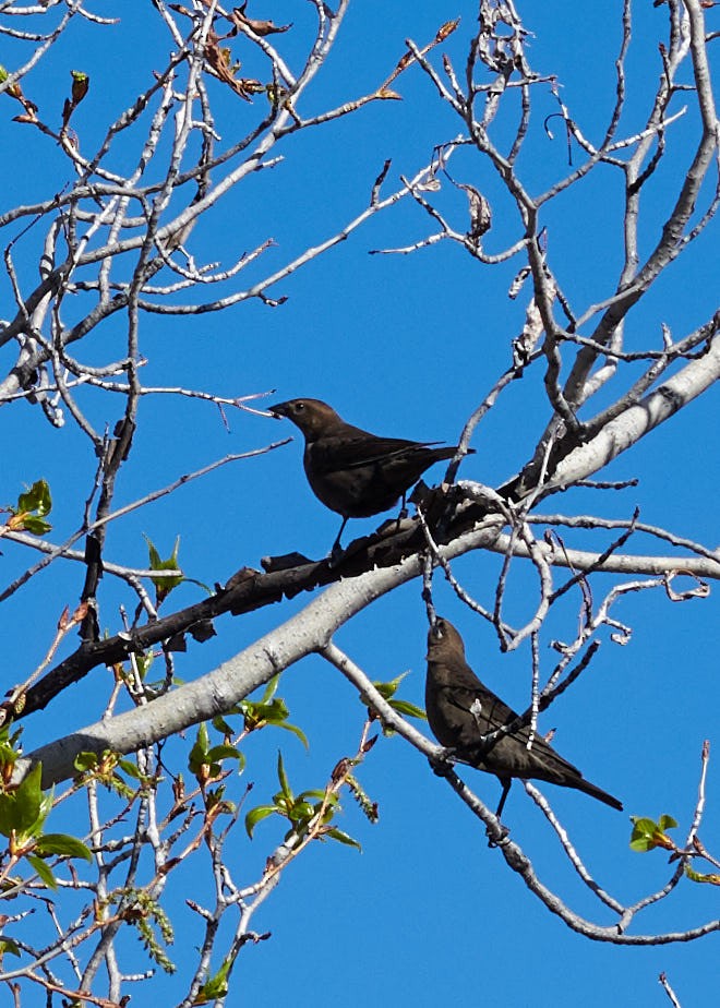Brown-headed Cowbird - ML229372271