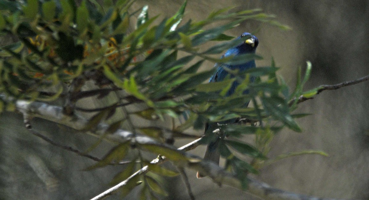 Indigo Bunting - ML229372701