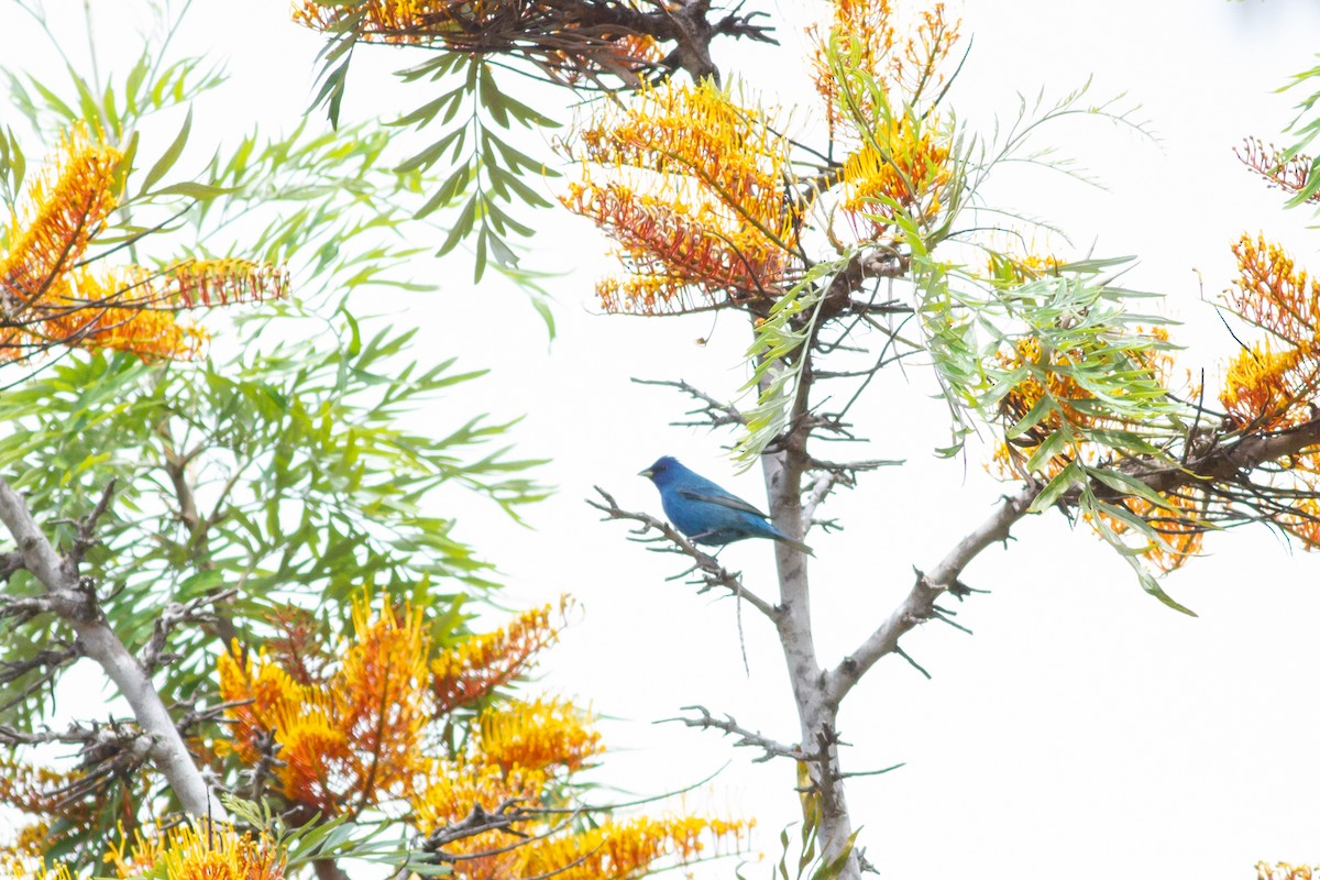 Indigo Bunting - ML229373231