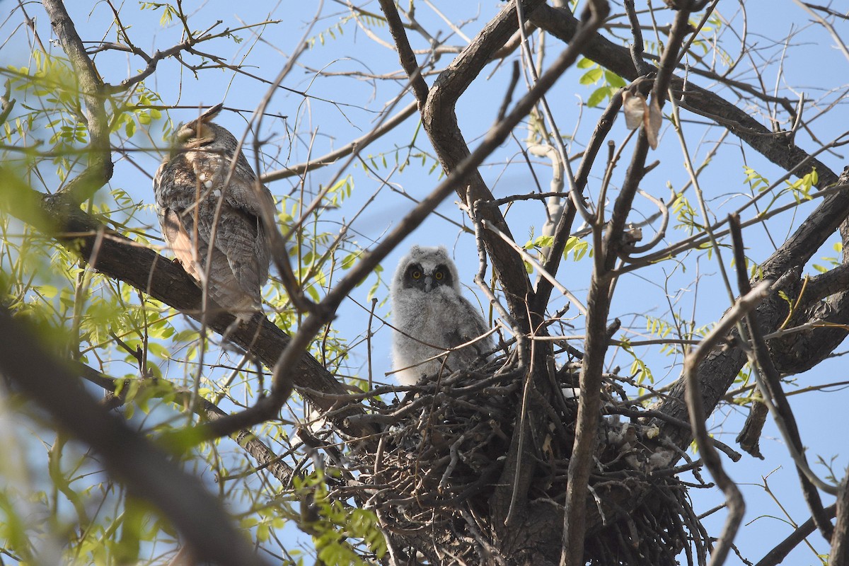 Ушастая сова (otus/canariensis) - ML229373281