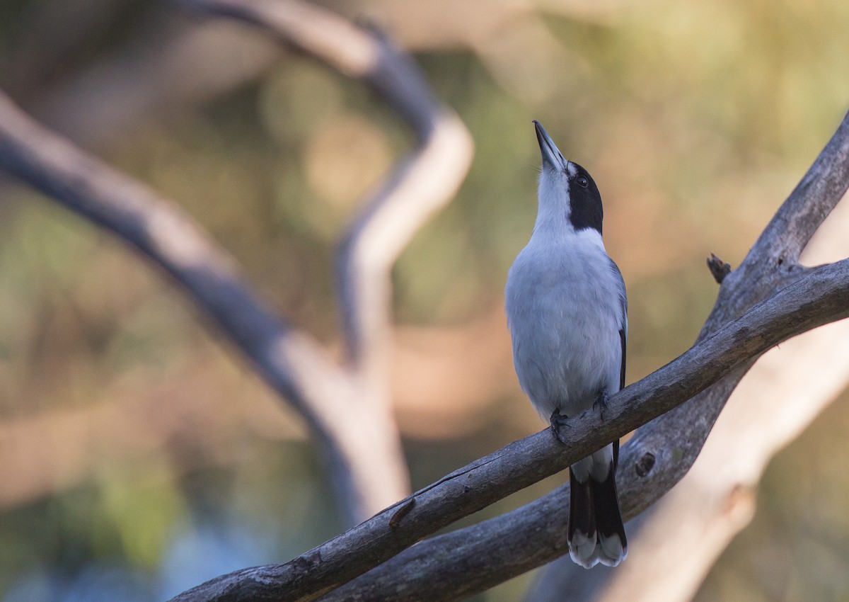 Gray Butcherbird - Geoff Dennis