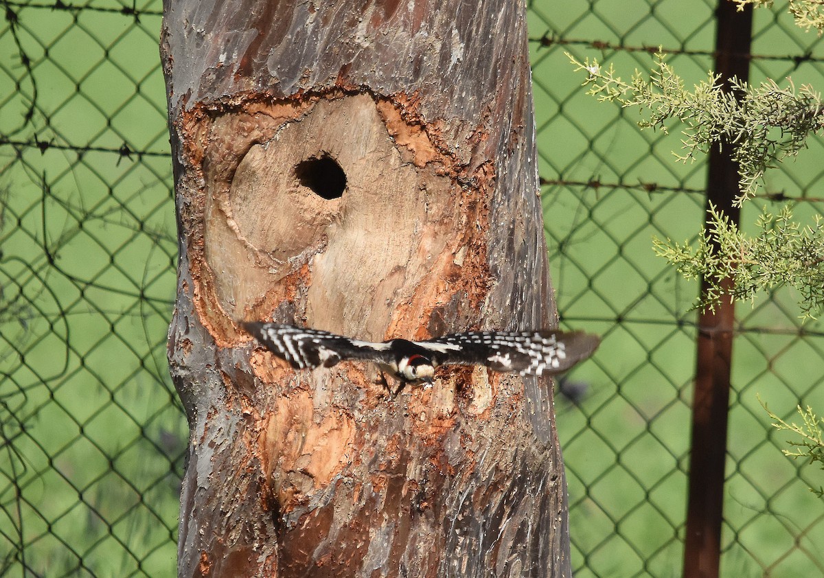 strakapoud jižní - ML229373331