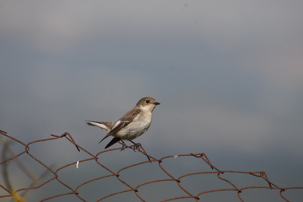 European Pied Flycatcher - ML229373391