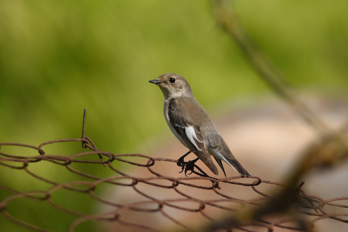 European Pied Flycatcher - ML229373401