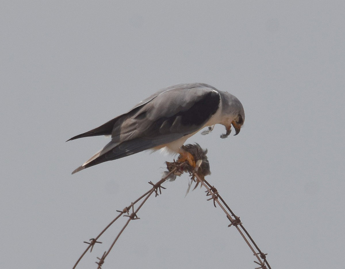 luněc šedý - ML229373461