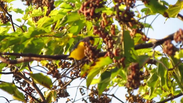 Purple-throated Euphonia - ML229374951