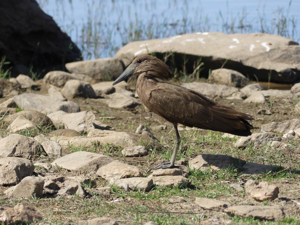 Hamerkop - ML229374981