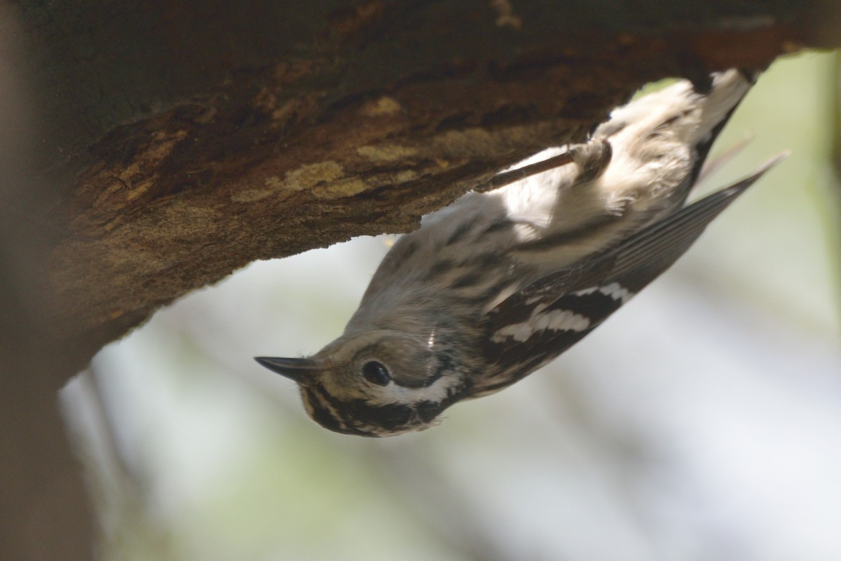 Black-and-white Warbler - ML229375211