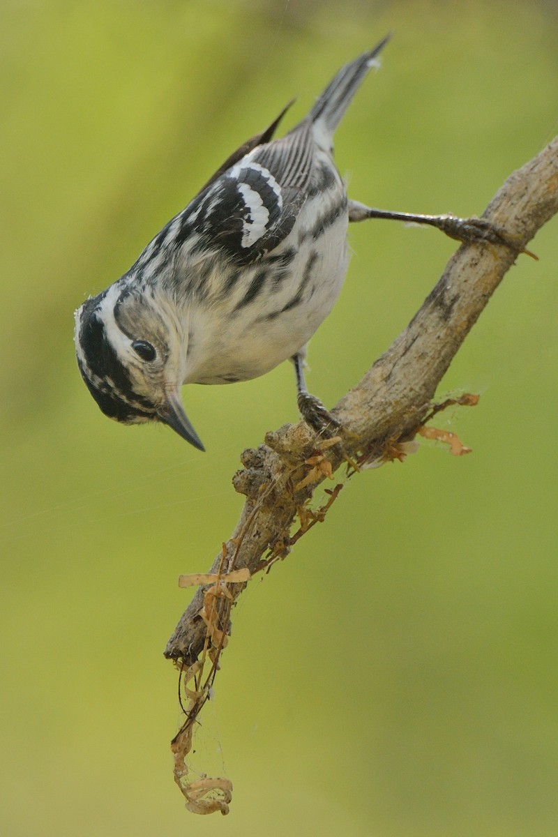 Black-and-white Warbler - ML229375321