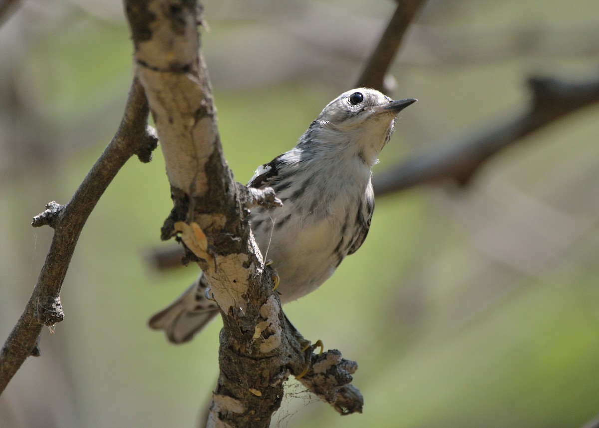 Black-and-white Warbler - ML229375431