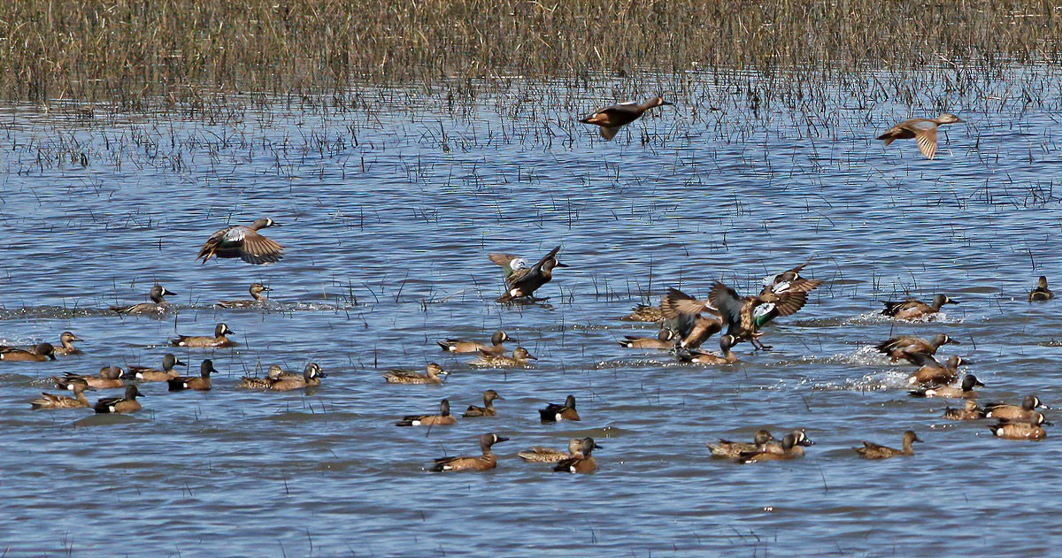 Blue-winged Teal - ML229376541