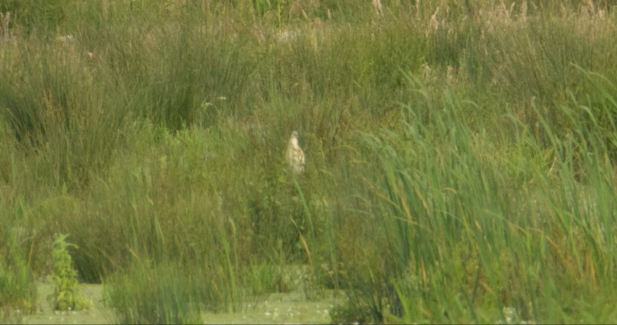 Squacco Heron - ML229377331