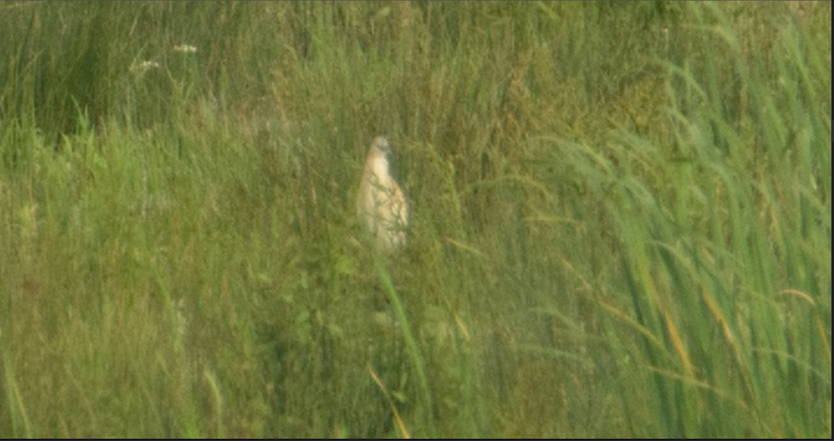 Squacco Heron - ML229377411