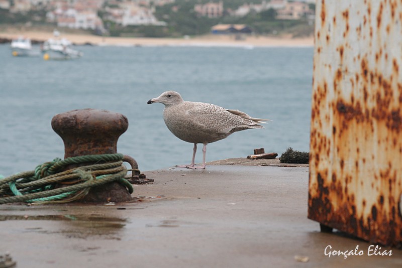 Glaucous Gull - Gonçalo Elias