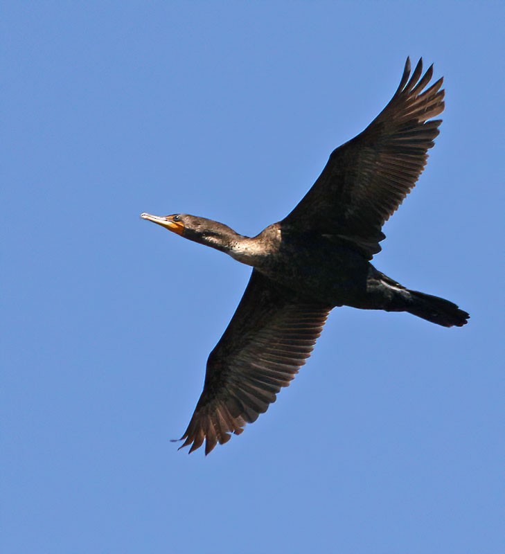 Double-crested Cormorant - ML229377681