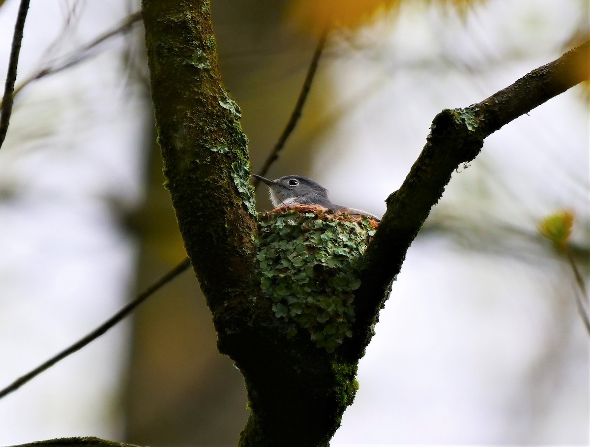 Blue-gray Gnatcatcher - ML229378041