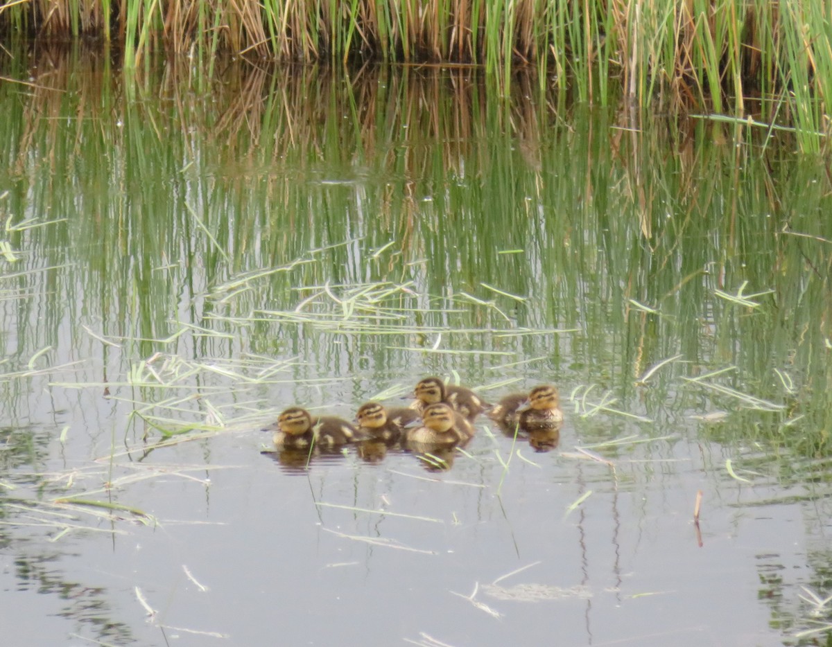 Green-winged Teal - ML229378301