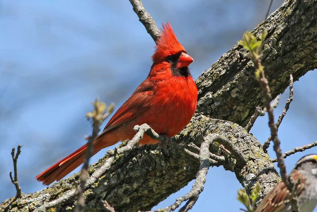 Northern Cardinal - Jay Gilliam