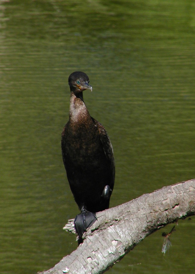 Cormoran vigua - ML229379461