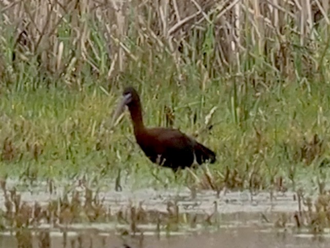 Glossy Ibis - Celeste Morien