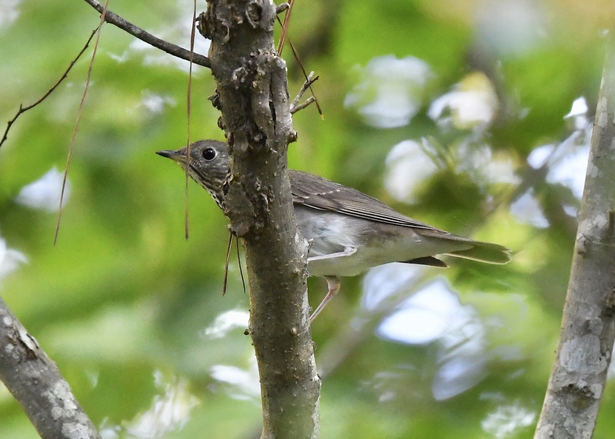 Gray-cheeked Thrush - Joe Wujcik