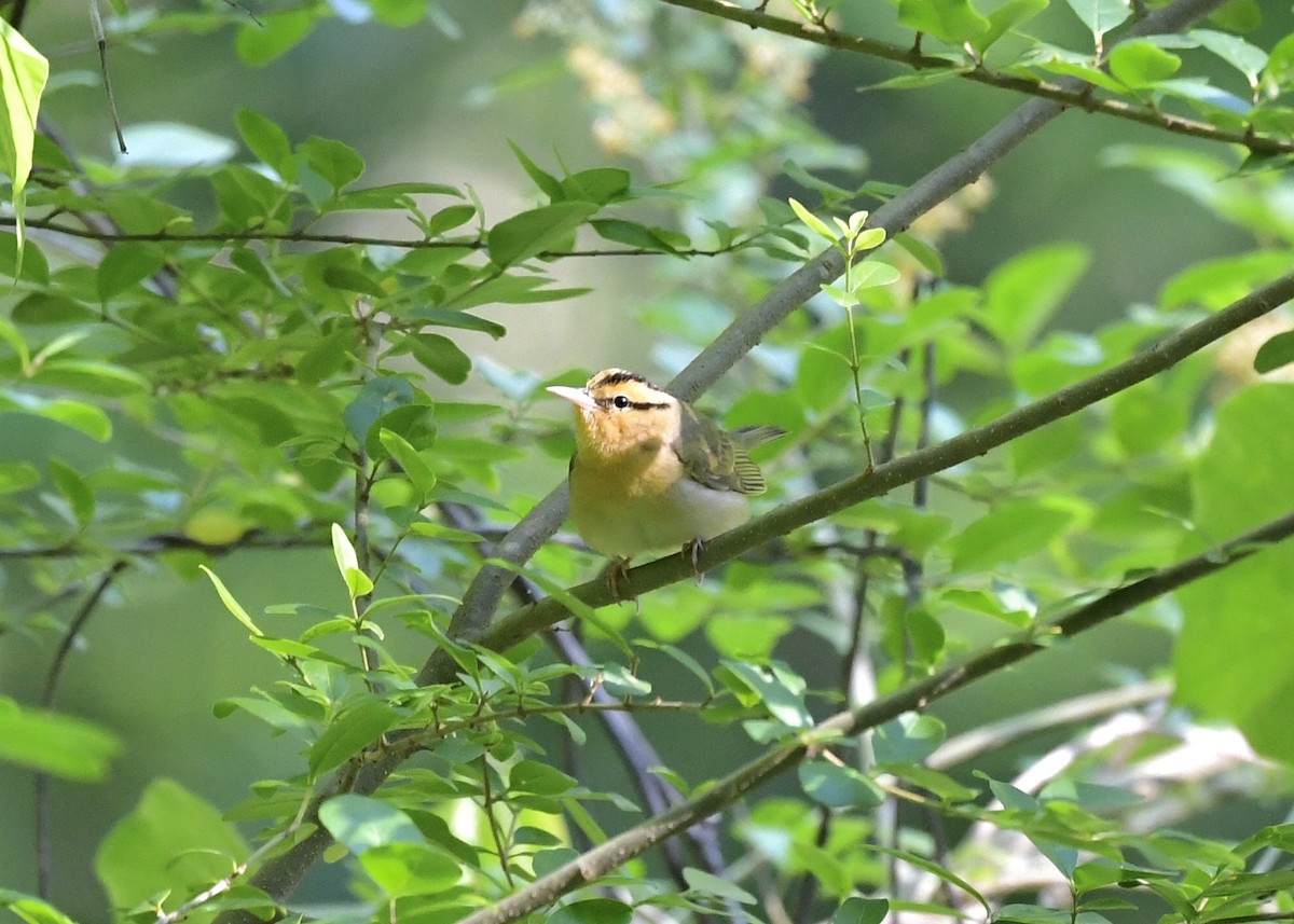 Worm-eating Warbler - Joe Wujcik