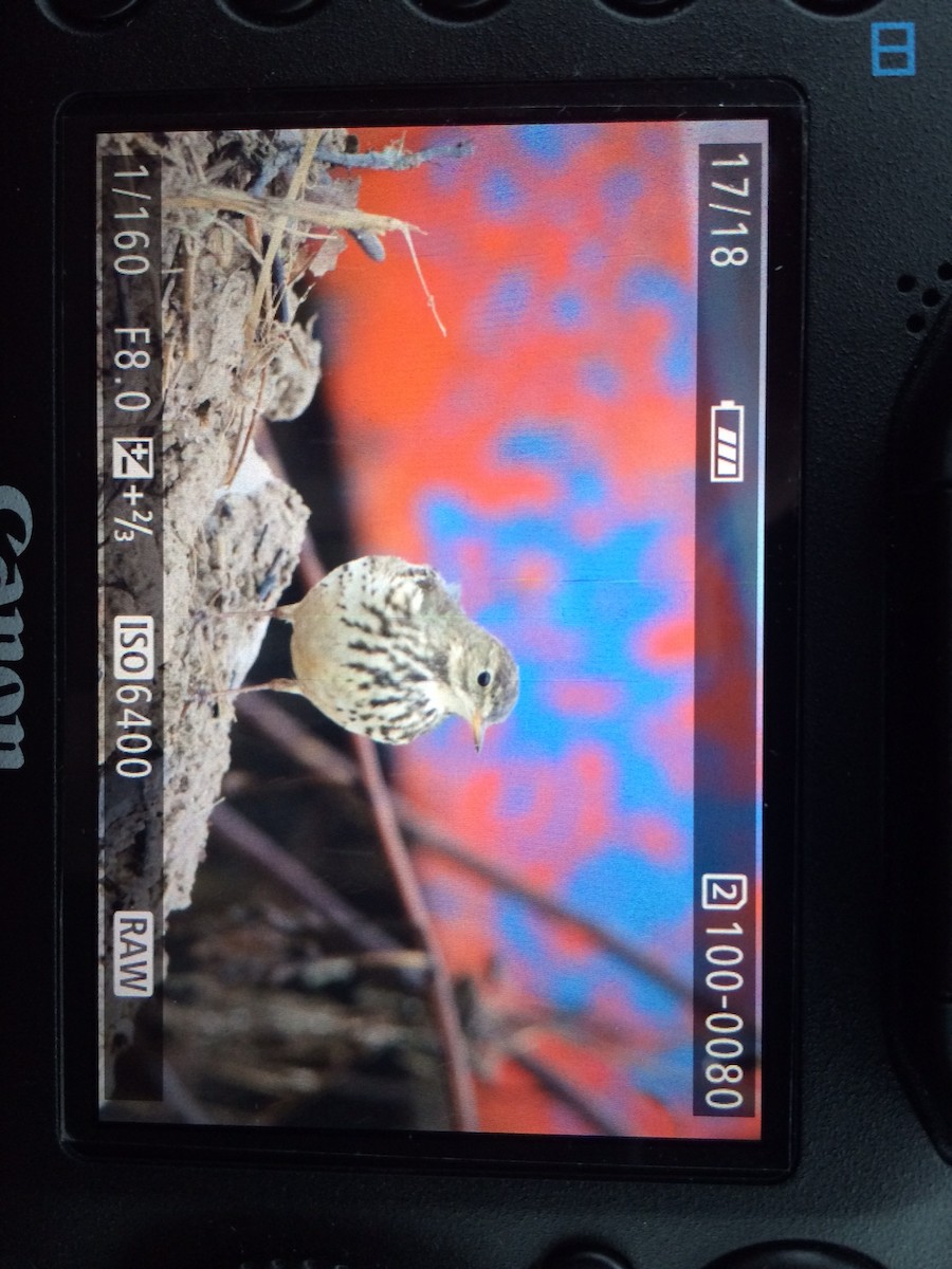 American Pipit - ML22938811