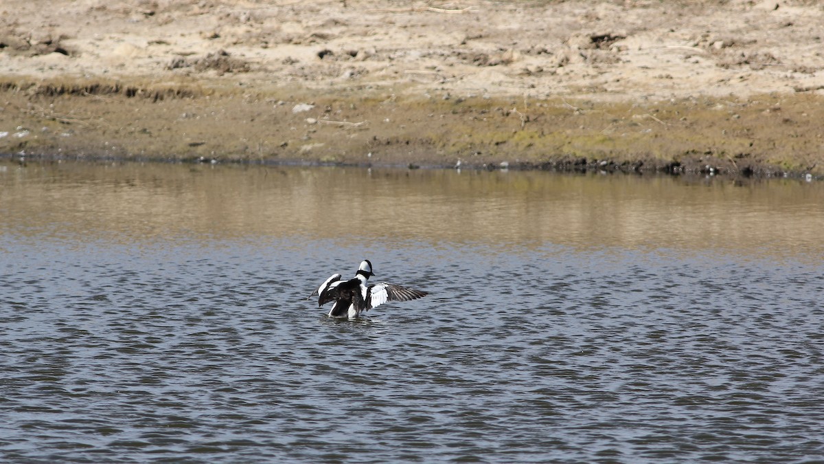 Bufflehead - Eric Hynes