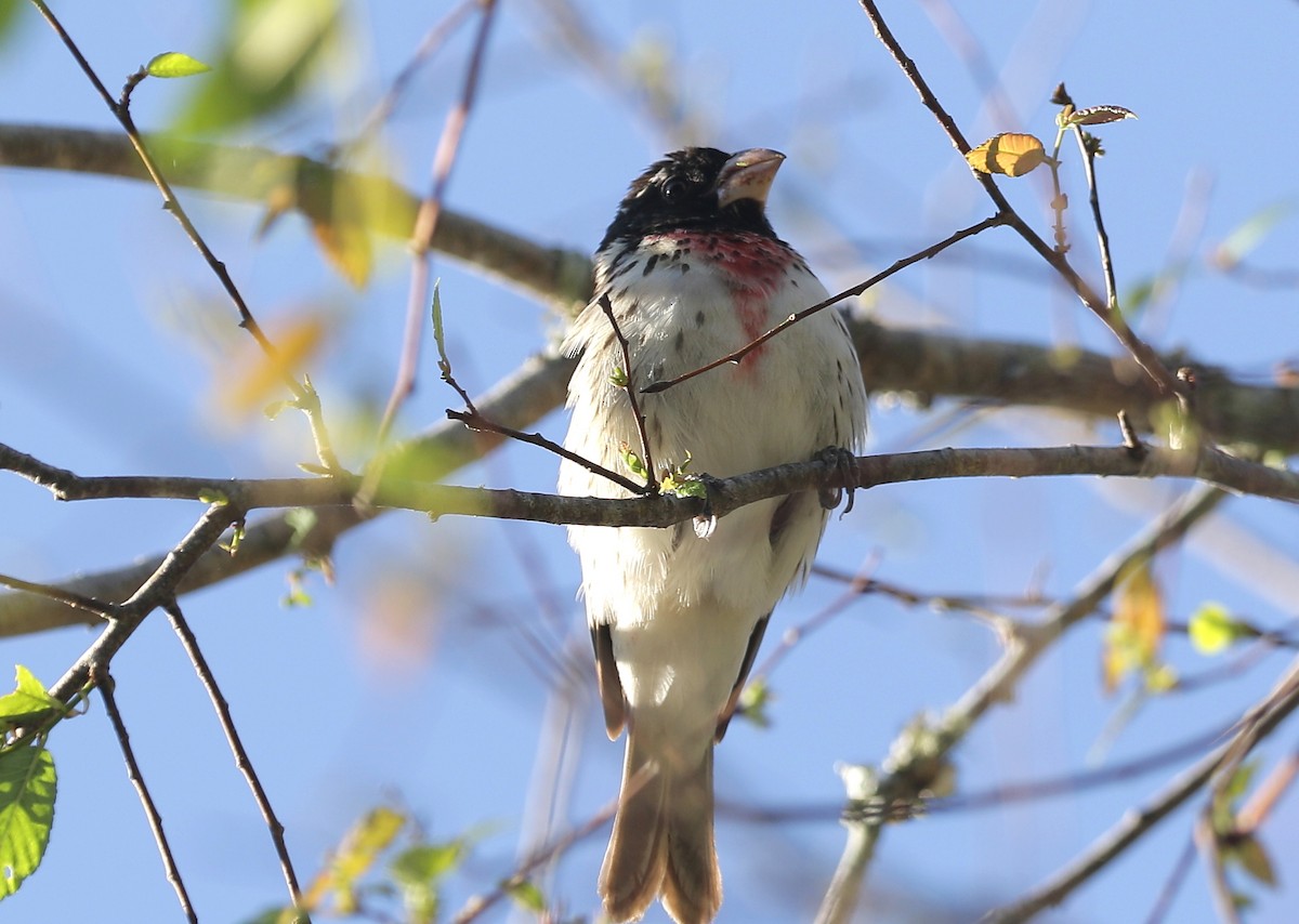 Cardinal à poitrine rose - ML229389251