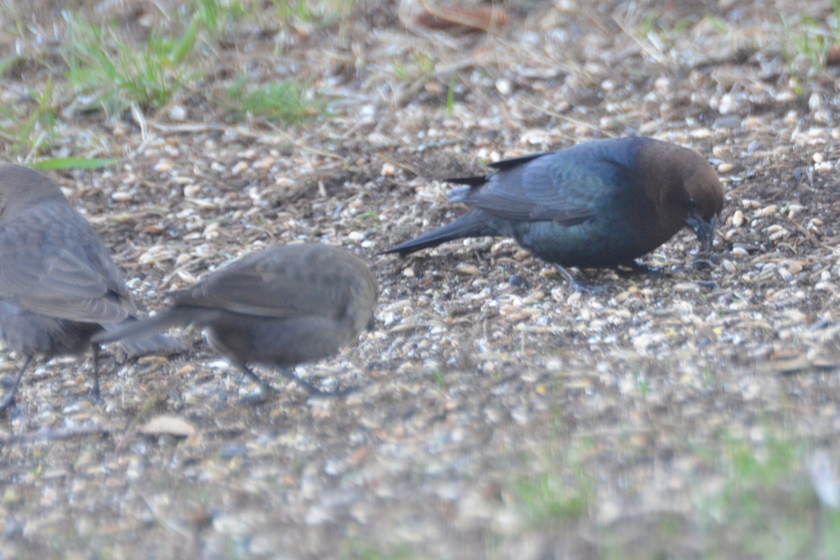 Brown-headed Cowbird - ML229389331