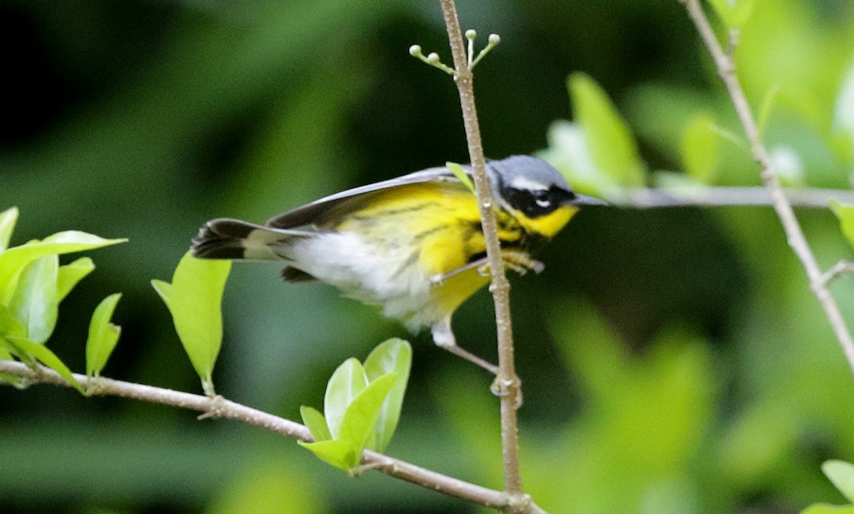 Magnolia Warbler - mitchell HARRIS